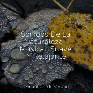 Sonidos De La Naturaleza | Música | Suave Y Relajante - Sonidos de la Naturaleza Relax