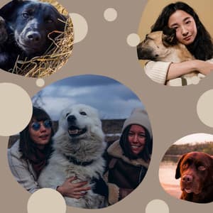 Scintillating Easy Listening Guitar - Bgm for Sweet Doggies - Dog Sleep Dreams