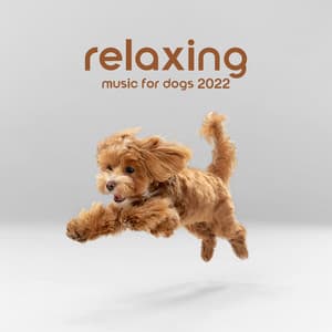 Relaxing Music for Dogs 2022 - Dog Music Oasis