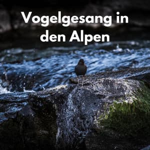Vogelgesang in den Alpen - Vogelstimmen
