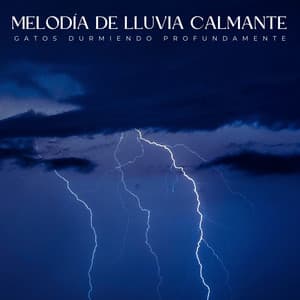 Melodía De Lluvia Calmante: Gatos Durmiendo Profundamente - Llovió