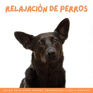 Relajación De Perros: Ruido Rosa Para Perros Tranquilos Y Equilibrados - Muestras de alta frecuencia
