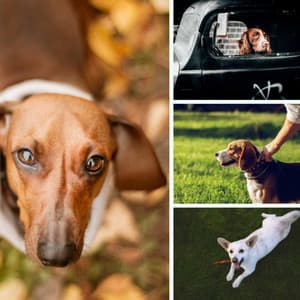 Ambiance for Sleeping Dog - Sleeptime for Dogs