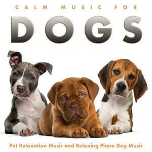 Calm Music For Dogs: Pet Relaxation Music and Relaxing Piano Dog Music - Dog Music