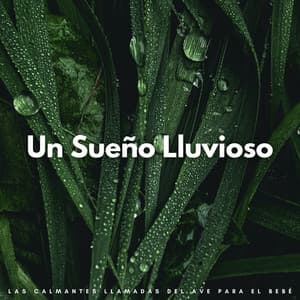 Un Sueño Lluvioso: Las Calmantes Llamadas Del Ave Para El Bebé - Relajantes sonidos de lluvia