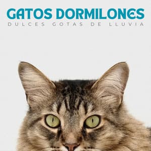 Gatos Dormilones: Dulces Gotas De Lluvia - Deja que llueva