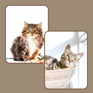 Sophisticated Quartet Jazz - Ambiance for Classic with Cats - Musica para Gatos
