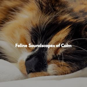 Feline Soundscapes of Calm - Montreal Jazz Duo