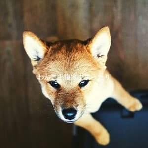 わんこと寝室でまったり - Jazz Relajante