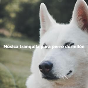 Música tranquila para perro dormilón - Musica para Perros