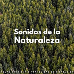 Sonidos De La Naturaleza: Aguas Corrientes Tranquilas De Relajación - Sonidos de aguas tranquilas