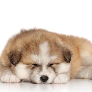 Drizzling Piano Dreams: Rainy Tunes for Dogs - Piano Dreamers