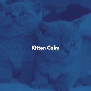 Kitten Calm - Music for Resting Cats
