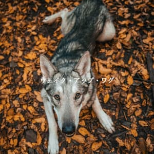 ウェイク・アップ・ワグ - Cool Jazz Chill