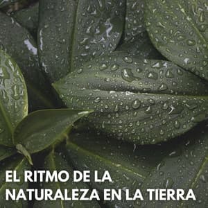 El Ritmo De La Naturaleza En La Tierra - Sonidos de la Naturaleza Ruido