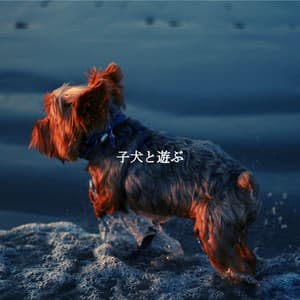 子犬と遊ぶ - Early Morning Chill Out Playlist