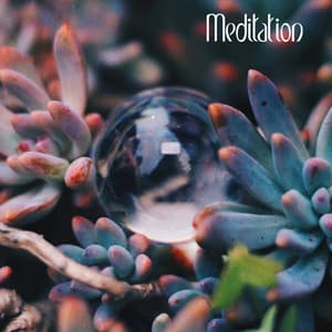 Meditation - Meditation