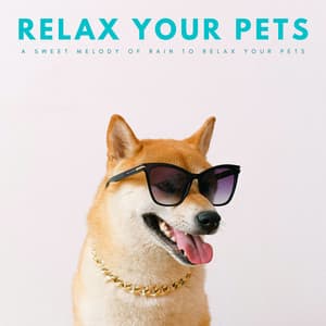 Relax Your Pets: A Sweet Melody Of Rain To Relax Your Pets - Christian Instrumental Guitar Music