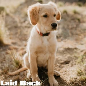 Laid Back - Soothing Dog Sounds