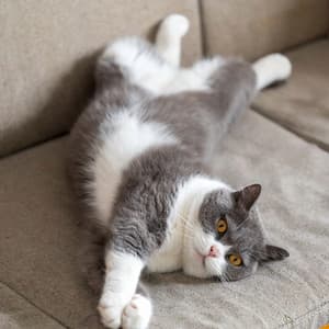 Calming Tunes for Cats: Quiet Moments - Binaural Recorders