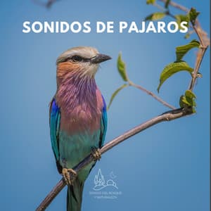 Sonidos de Pajaros - Sonido Del Bosque y Naturaleza