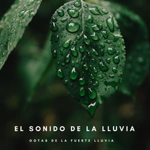 El Sonido De La Lluvia: Gotas De La Fuerte Lluvia - Lluvia PQ