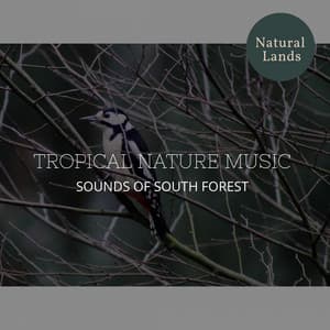 Tropical Nature Music - Sounds of South Forest - Sleepy Times