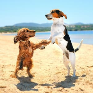 Furry Beach Retreat: Binaural Harmony for Pets in Nature's Ocean - Soft Music