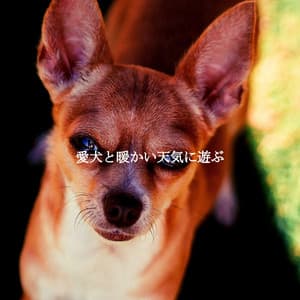 愛犬と暖かい天気に遊ぶ - Soft Cafe Lounge