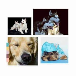 Feelings for Sleepy Puppies - Music for Dogs Radio