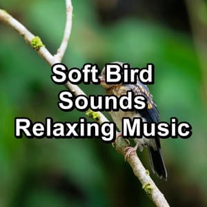 Soft Bird Sounds Relaxing Music - Bird Sounds 2016