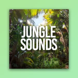 Jungle Sounds - Heavy Rain Sounds