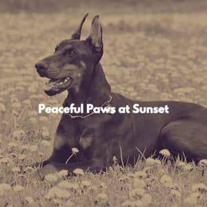Peaceful Paws at Sunset - Cena Jazz