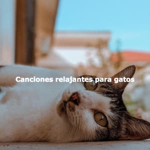 Canciones relajantes para gatos - Jazz Acustico