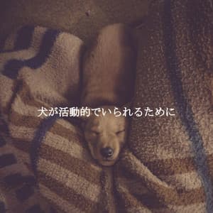 犬が活動的でいられるために - Música Ambiental para Cafeterías