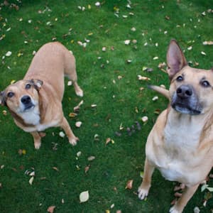 Successful Backdrop for Doggy Rest Time - Relaxing Dog Music Society