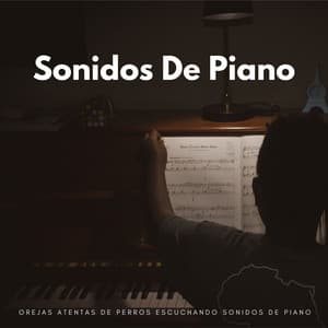 Orejas Atentas De Perros Escuchando Sonidos De Piano - Academia Jazz Piano Bar