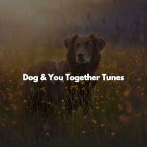 Dog & You Together Tunes - Trabajar desde Casa Listas De Reproducción