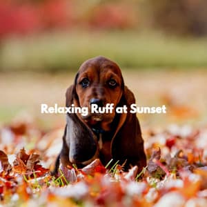 Relaxing Ruff at Sunset - Jazz for Work