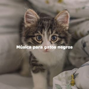 Música para gatos negros - Musica para Estudiar Radio