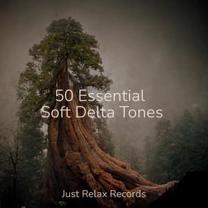 50 Essential Soft Delta Tones - Exam Study Classical Music