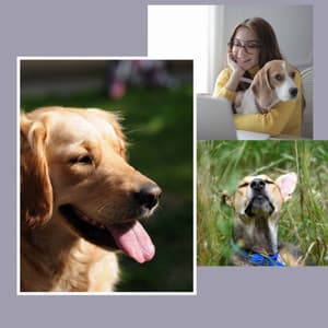 Backdrop for Dog Dreams - High-class Trumpet, Soprano Sax, Tenor Sax and Guitar - Songs for Dogs to Sleep To