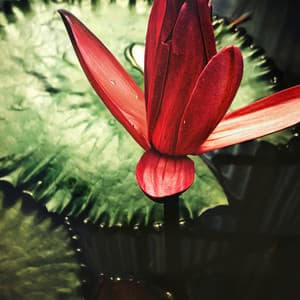 Jardin balinais - Espace détente