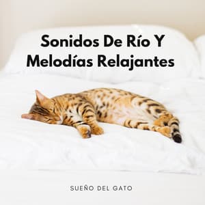 Sueño Del Gato: Sonidos De Río Y Melodías Relajantes - Sonidos de agua Ruido blanco natural