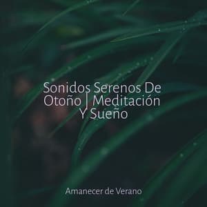 Sonidos Serenos De Otoño | Meditación Y Sueño - Children's Music