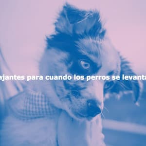 Canciones relajantes para cuando los perros se levantan de la siesta - The Elevator Music Jazz Trio