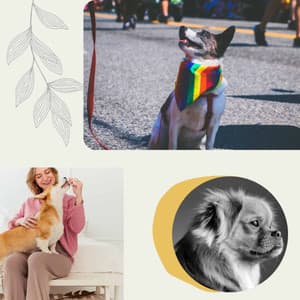 Cool Background for Calmed Puppies - Dog Music Library