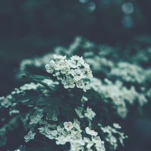 Relaxing Music - Calm & Relax