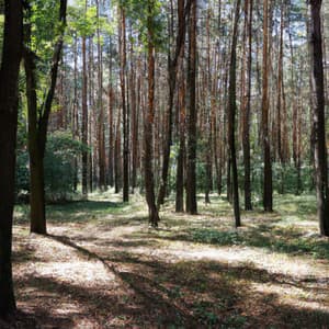 My Dreams - Musica relajante dormir