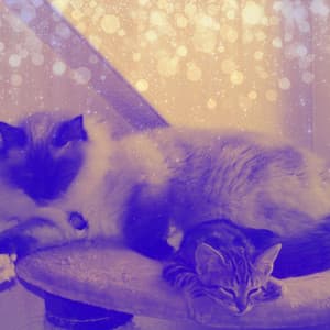 Music for Cats Jukebox - Smooth Latin Music - Cat Music Relaxation